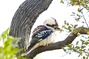 Tree Prints: Laughing Kookaburra Bird in a Tree, Australia