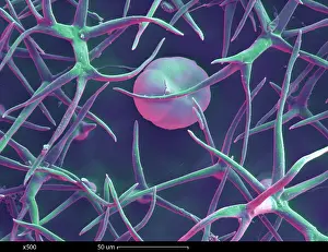Mixed Science Images Prints: Lavender Leaf