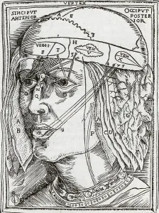 Flayed Prints: Layers of the Brain