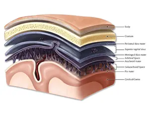 Cortex Prints: Layers of Meninges