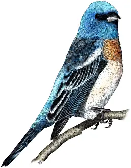 Songbird Prints: Lazuli Bunting