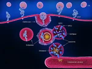 Receptor Prints: LDL-cholesterol uptake and processing in a human cell