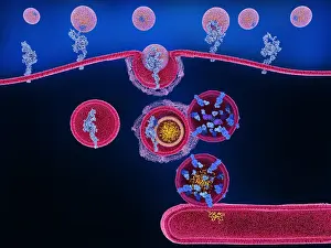 Receptor Prints: LDL-cholesterol uptake and processing in a human cell