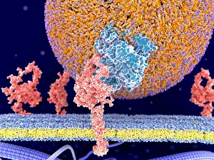Particles Prints: LDL particle binding to the LDL-receptor
