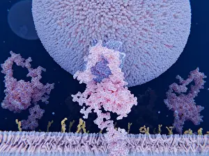 Pathological Prints: LDL particle binding to the LDL receptor