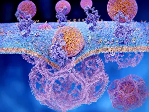 Pathological Prints: LDL particles binding to LDL receptors on the cell membrane