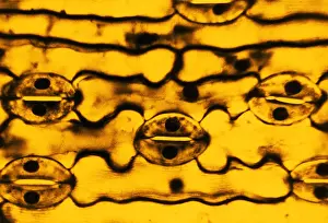 Stomata Prints: Leaf Epidermis, light micrograph