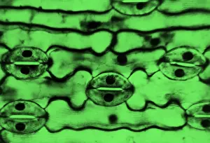 Stomata Prints: Leaf Epidermis, light micrograph