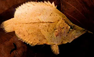 Basin Prints: Leaf Fish