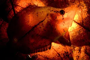 Basin Prints: Leaf Fish