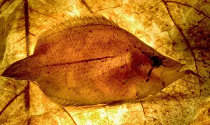 Basin Prints: Leaf Fish