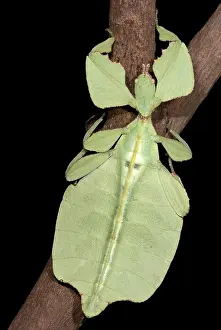 Walking Prints: Leaf Insect