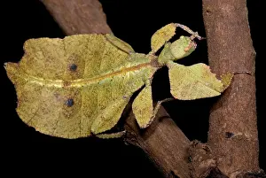 Walking Prints: Leaf Insect