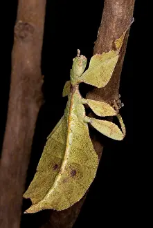 Walking Prints: Leaf Insect