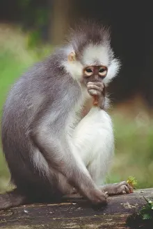 Leaf Prints: Leaf Monkey