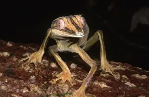 Tail Prints: Leaf-tail Gecko