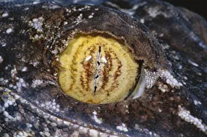 Details Prints: Leaf-tailed Gecko Eye