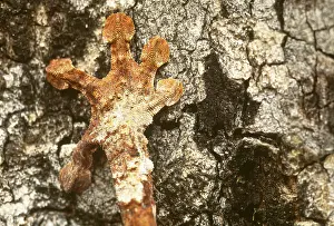 Nature Prints: Leaf-tailed Gecko foot