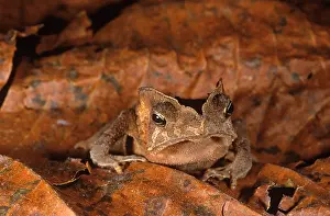 Leaf Prints: Toad