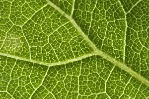 Vein Prints: Leaf Venation