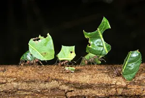 Worker Prints: Leafcutter Ants