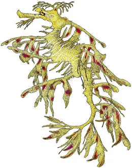 Dragon Prints: Leafy Sea Dragon