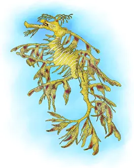Dragon Prints: Leafy Sea Dragon
