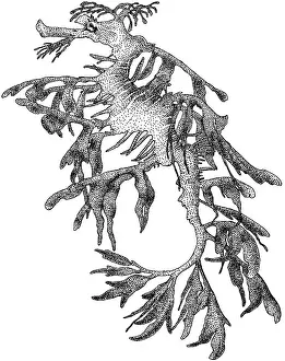Dragon Prints: Leafy Sea Dragon