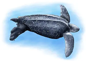 Horizontal Prints: Leatherback Sea Turtle