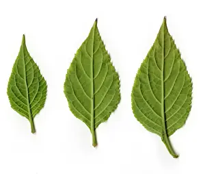 Leaf Prints: Leaves of Diviner's Sage, underside view