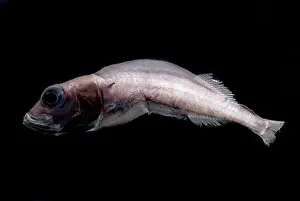 Actinopterygii Prints: Legless Searsid Fish