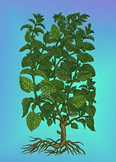 Aromatic Prints: Lemon Balm