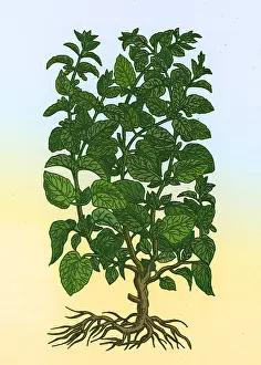 Aromatic Prints: Lemon Balm