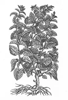Aromatic Prints: Lemon Balm