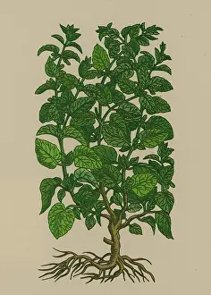 Aromatic Prints: Lemon Balm