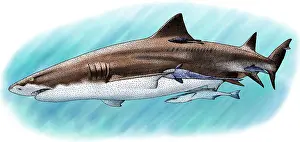 Lemon Prints: Lemon Shark