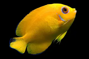 Community Prints: Lemonpeel Angelfish