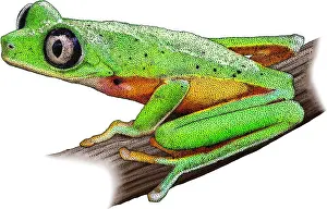 Rica Prints: Lemur Leaf Frog, Illustration