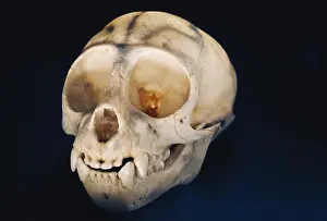 Lemur Prints: Lemur skull