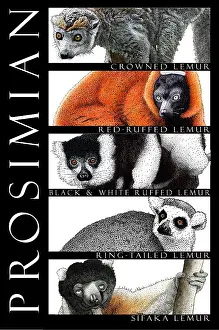 Brown Prints: Lemurs of Madagascar