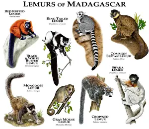 White Prints: Lemurs of Madagascar