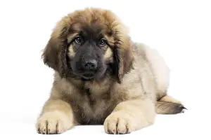 Studio Prints: Leonberger Puppy