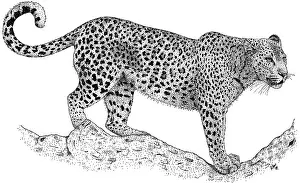 Animals Prints: Leopard