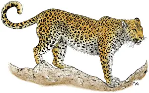 Animals Prints: Leopard