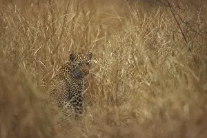 Animals Prints: Leopard
