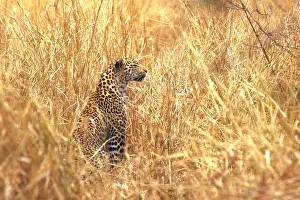 Animals Prints: Leopard
