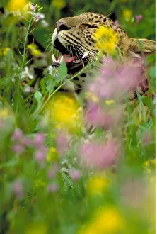Animals Prints: Leopard