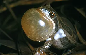 Rana Prints: Leopard Frog