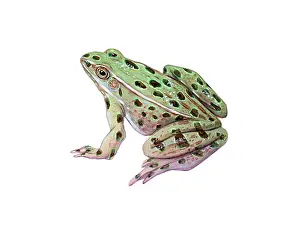 Vertebrata Prints: Leopard Frog