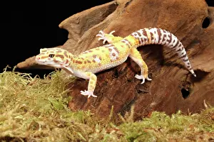 Blooded Prints: Leopard Geck (Eublepharis macularius) 2